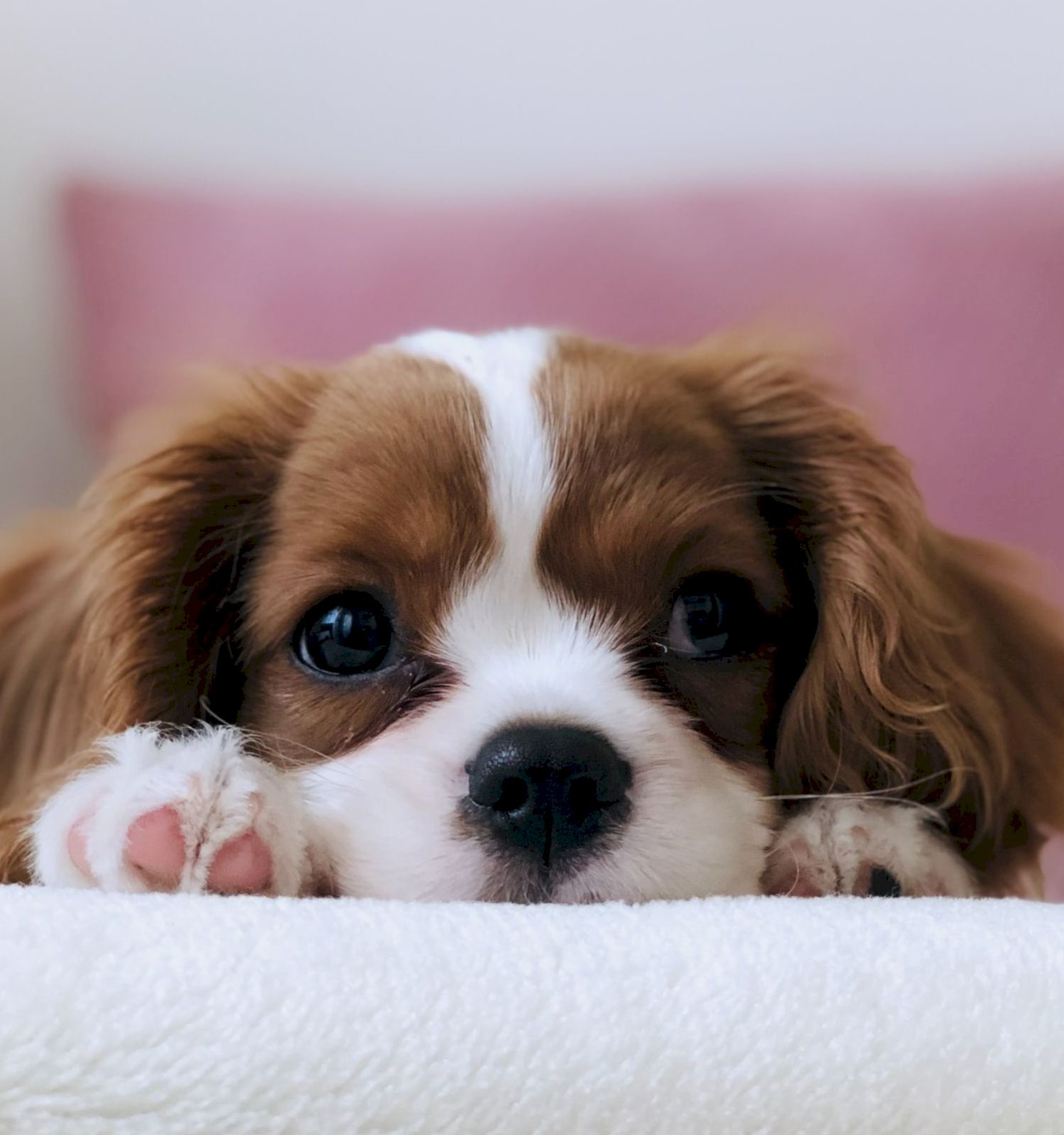 The image shows an adorable brown and white puppy resting its head on a soft surface, with a blurred pink pillow in the background.